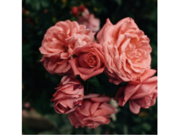 flowers-header